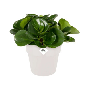 b.for original rund 22cm  weiss