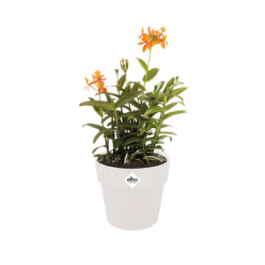 b.for original rund 22cm  weiss