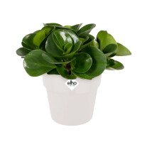 b.for original rund 22cm  weiss