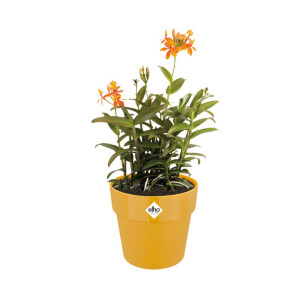 b.for original rund 22cm  ocker