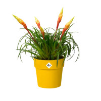 b.for original rund 22cm  ocker