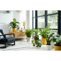 b.for original rund 22cm  ocker