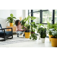 b.for original rund 22cm  ocker