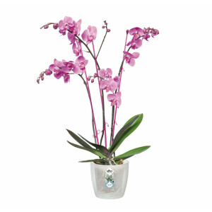 ELHO Brussels Orchidee transparent