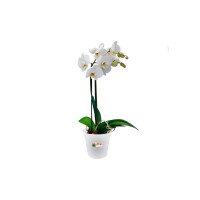 ELHO Green Basics Orchidee