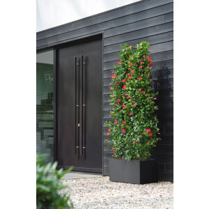 vivo next lang 80cm living schwarz