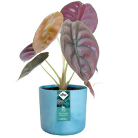 the ocean collection rund 16cm atlantikblau