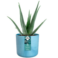 the ocean collection rund 16cm atlantikblau