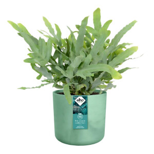 the ocean collection rund 18cm pazifikgrün