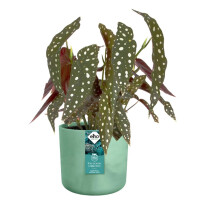 the ocean collection rund 18cm pazifikgrün