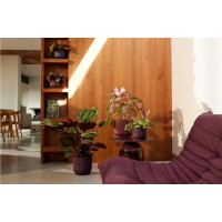 the winery collection 18cm dunkelviolett