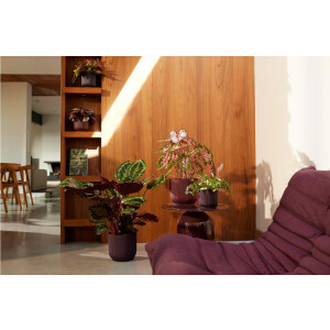 the winery collection 18cm bordeauxrot