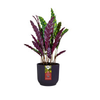 the winery collection 22cm dunkelviolett