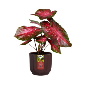 the winery collection 22cm bordeauxrot